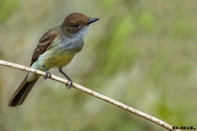 BURLISTO COMÚN (Myiarchus swainsoni)  - La coronilla - ROCHA (Enero 2020)